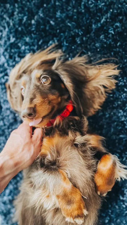 13_lunivers_gaston_macsotte